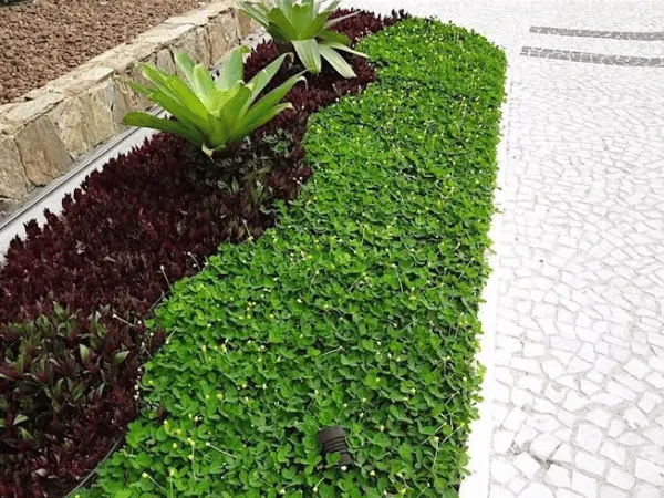 Jardim residencial com grama amendoim florida