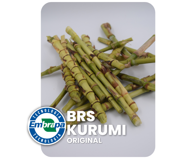 Pasto de capim BRS Kurumi de baixo porte