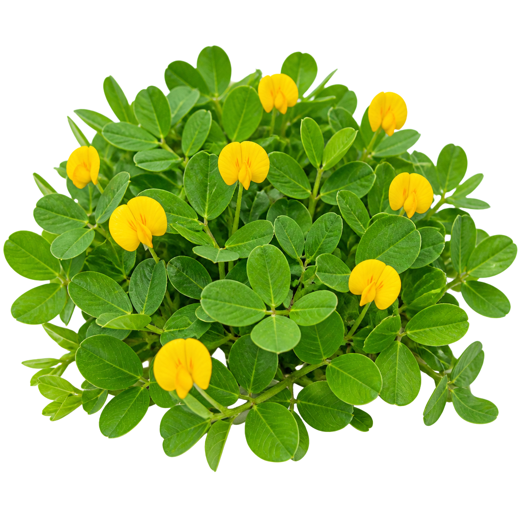 Planta de amendoim forrageiro Arachis pintoi com flores amarelas