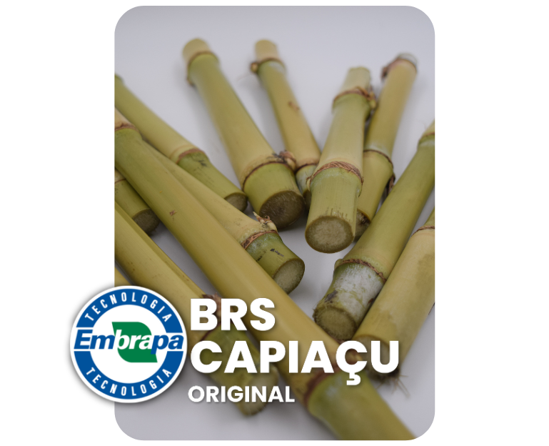 Mudas de capim BRS Capiaçu prontas para plantio