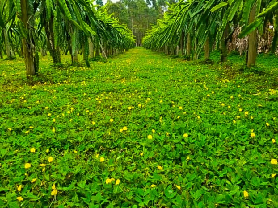 Pomar com cobertura verde de amendoim forrageiro entre as árvores