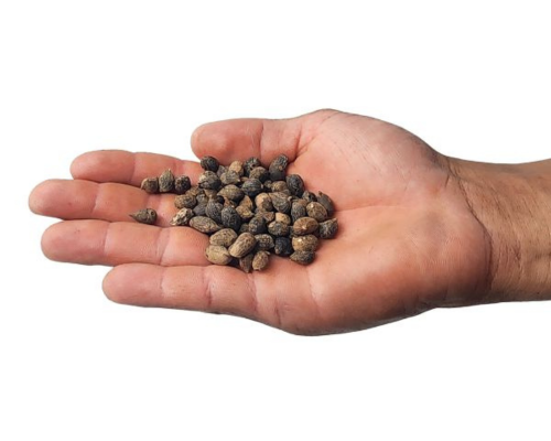 Sementes de grama amendoim BRS Mandobi