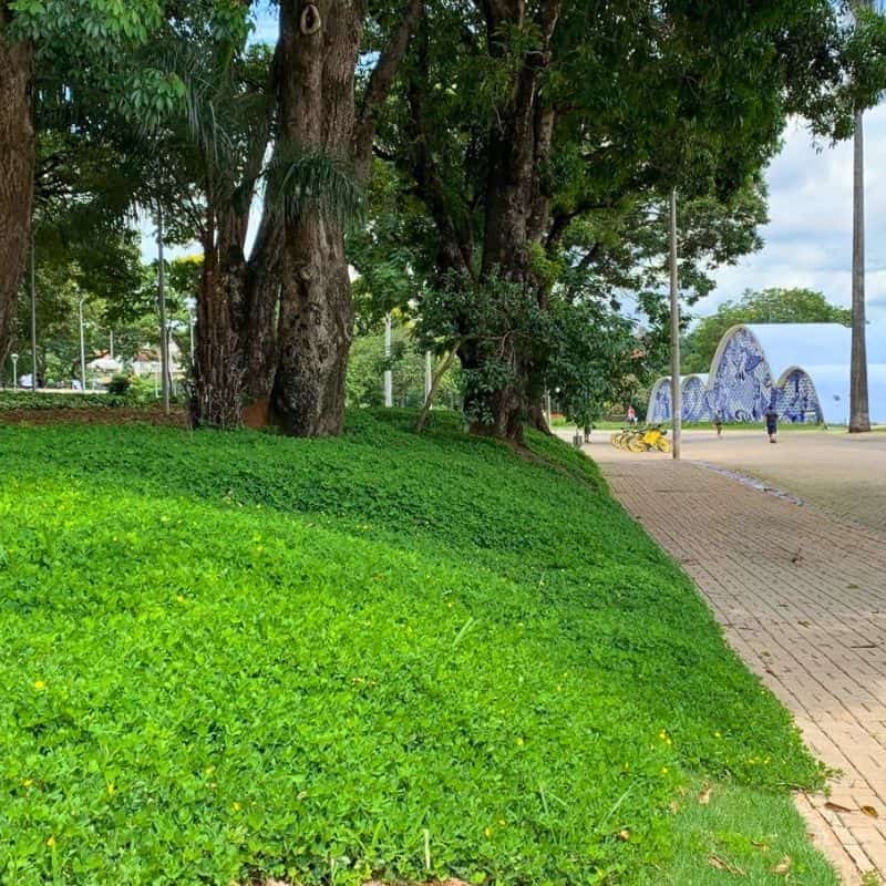 Jardim com grama amendoim