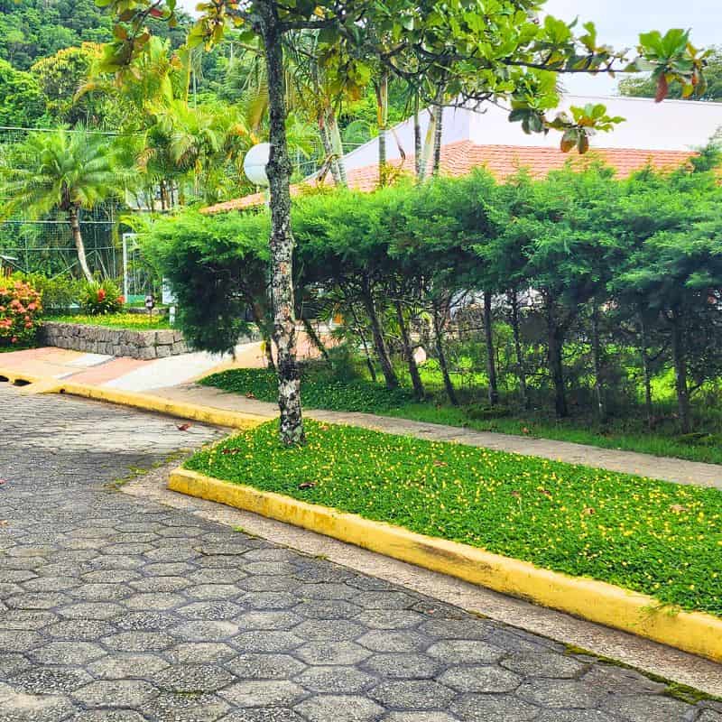 Grama amendoim em paisagismo