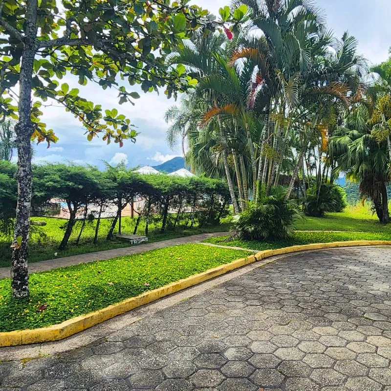 Cobertura de solo com grama amendoim